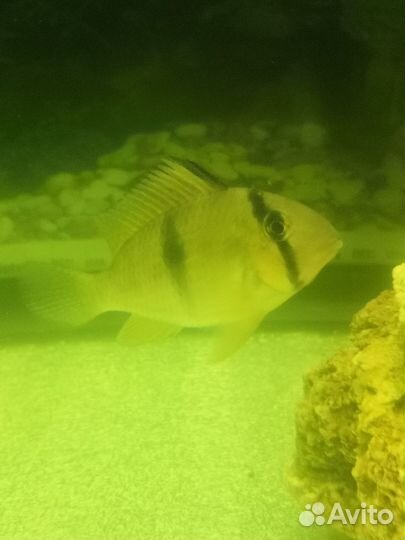 Гвианакара стайка 4 хвостика