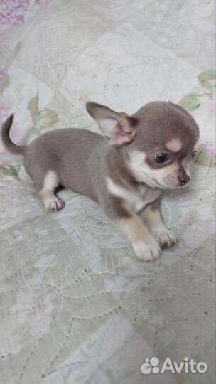 Щенки чихуахуа