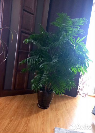 Пальма хамедорея