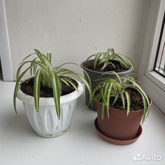 Хлорофитум кудрявый