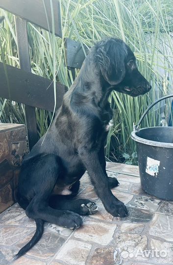 Щенок метис спаниеля