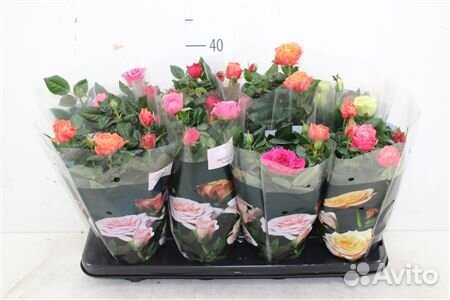 Роза виктори микс 10 30