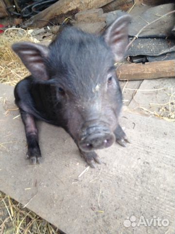 Вьетнамские вислобрюхие поросята