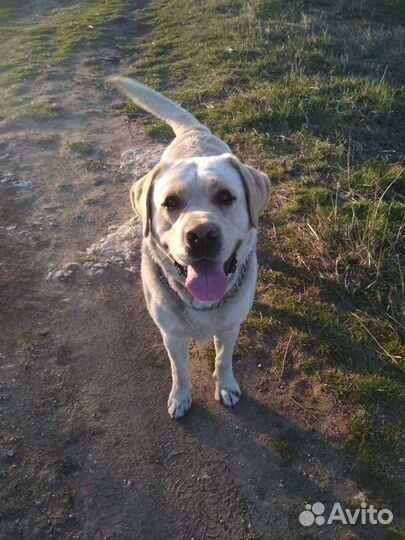 Лабрадор вязка