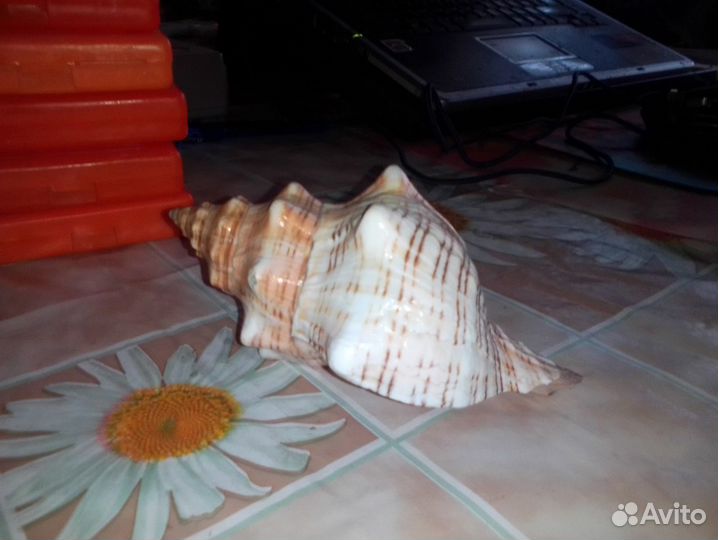 Морская ракушка для аквариума или декора