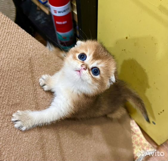 Золотая вислоухая малышка