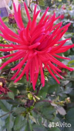 Георгина многолетняя