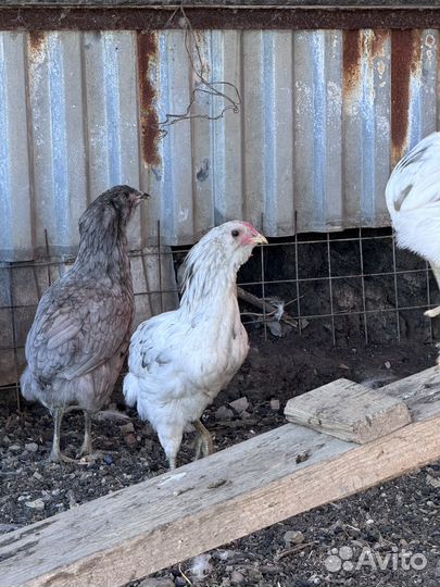 Араукана цыплята