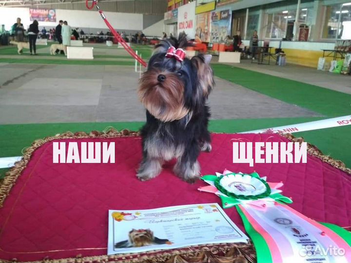 Йоркширский терьер вязка