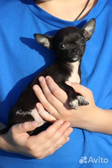 Чихуахуа мальчик