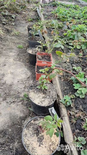 Саженцы ежевики 