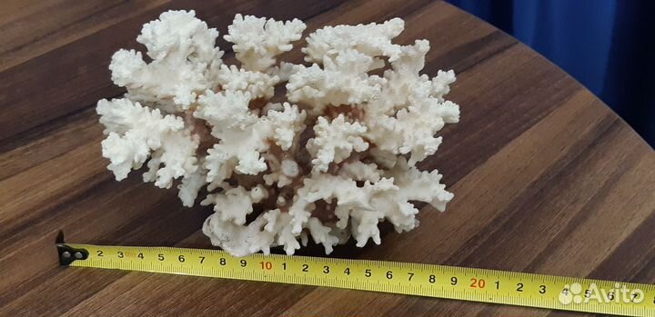 Кораллы для аквариума