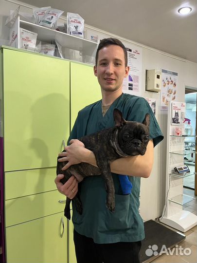 Ветеринарный врач на дом