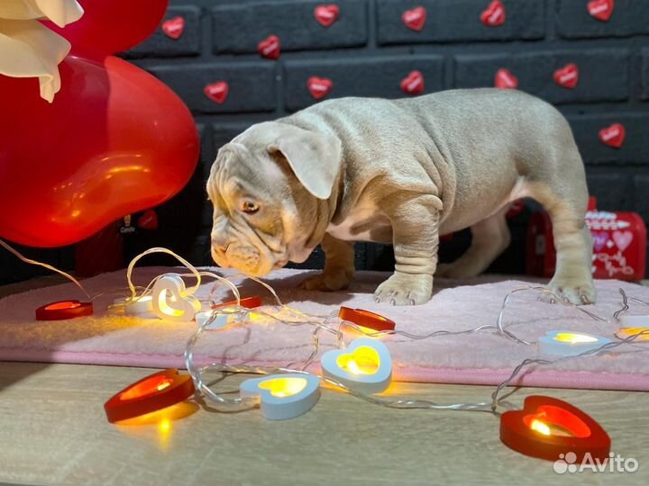 Американский булли покет