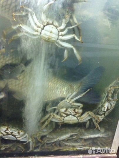 Аэратор-распылитель компрессора в аквариум-пруд