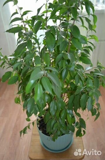 Бенджамина