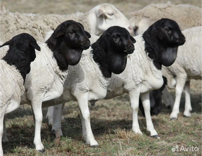 Мясо баранина свежая