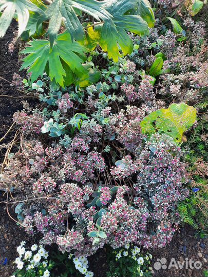 Очиток седум