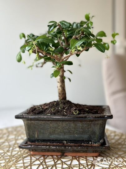 Бонсай кармона