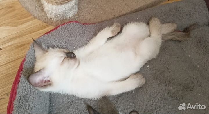 Тайский котенок