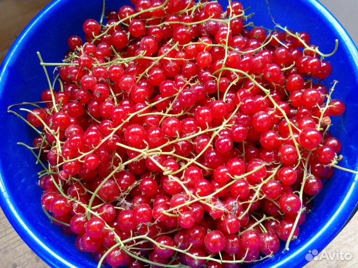 Красная смородина ягоды