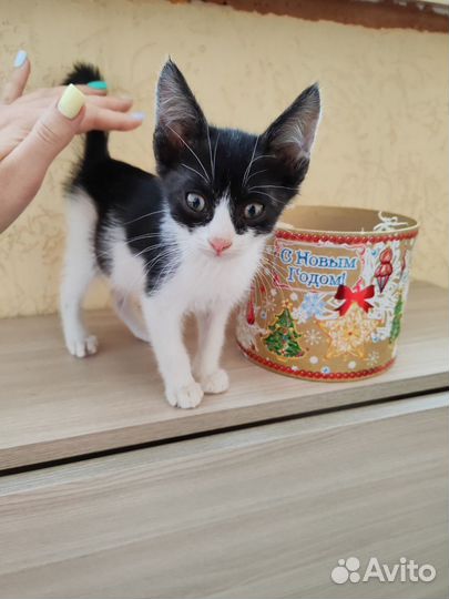 Суперский котёнок