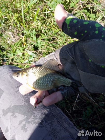 Живец (карась)