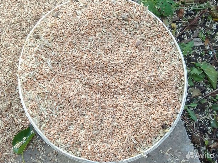 Корм для животных