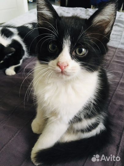 Котенок для поцелуев)