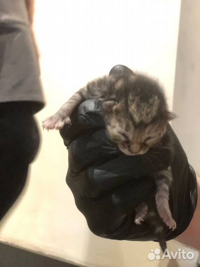 Отдаем котят