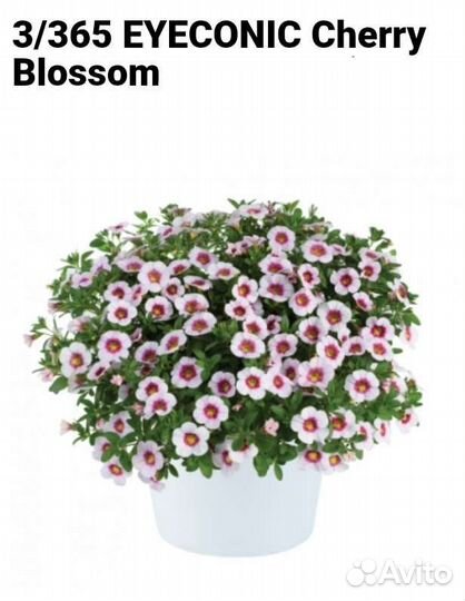 Черенки калибрахоа