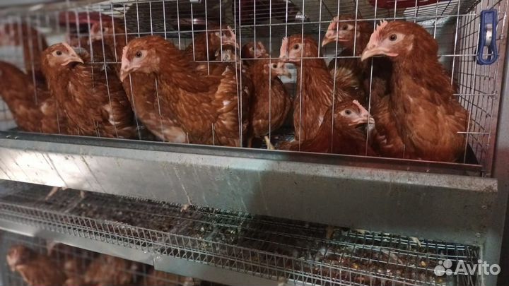 Курочки молодки
