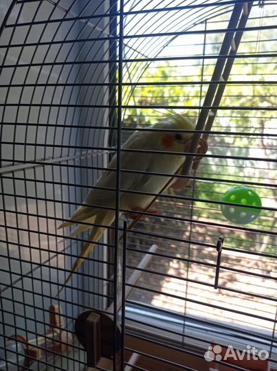 Попугай корелла