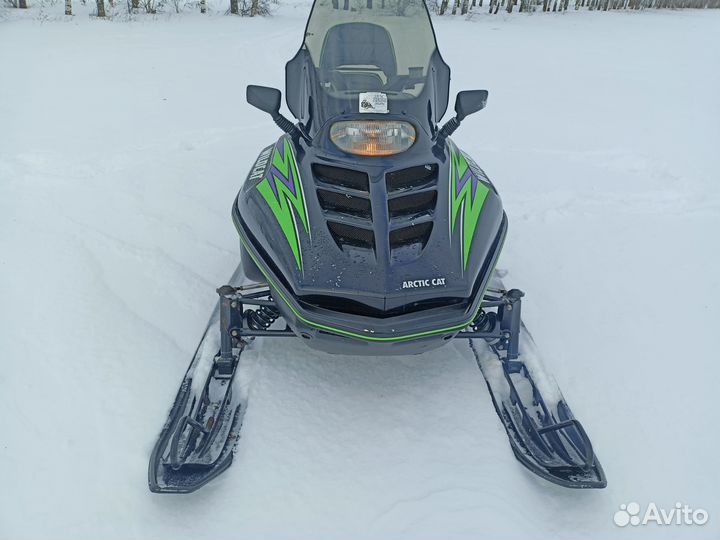 Arctic cat