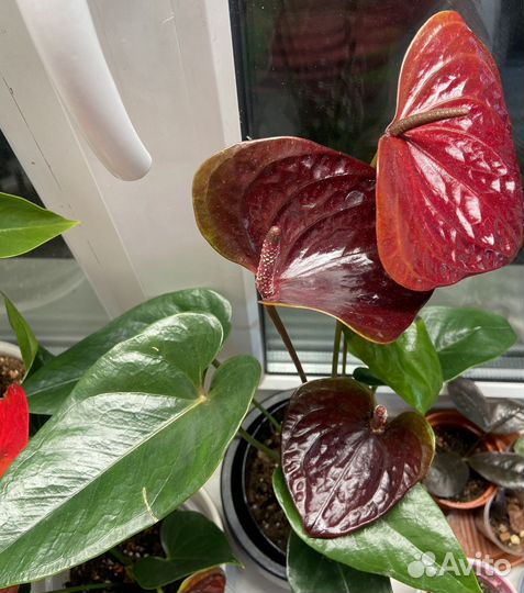 Комнатные цветы антуриум