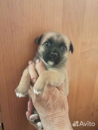 Щенок Джек Рассел терьер