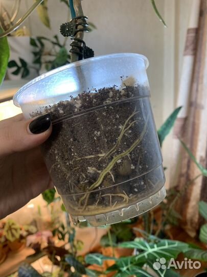 Филодендрон параисо верде