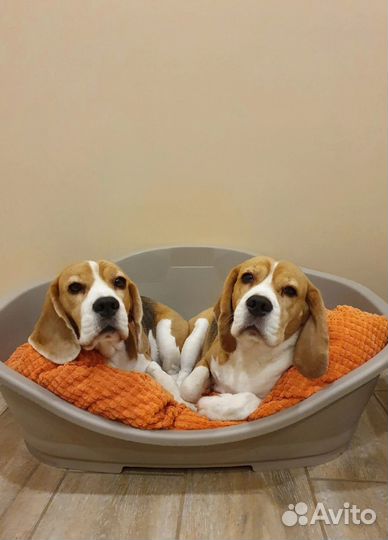 Щенок бигля мальчик