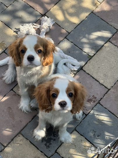 Спаниель кавалер кинг чарльз девочки