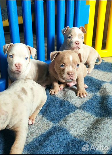 Американский Булли