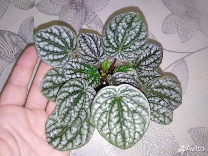 Декоративно лиственные растения