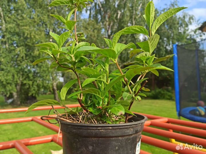 Гортензия ампельная Runaway Bride