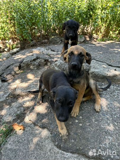 Щенки дворняжки симпатяги