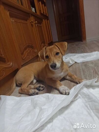 Метис таксы