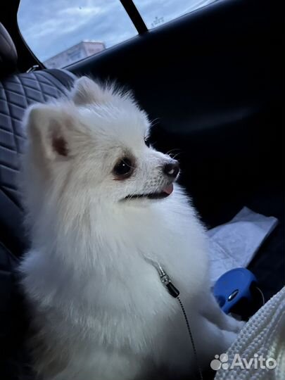 Померанский шпиц