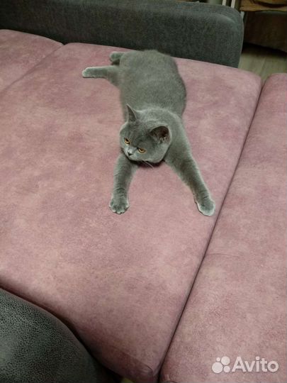 Шотландская кошка