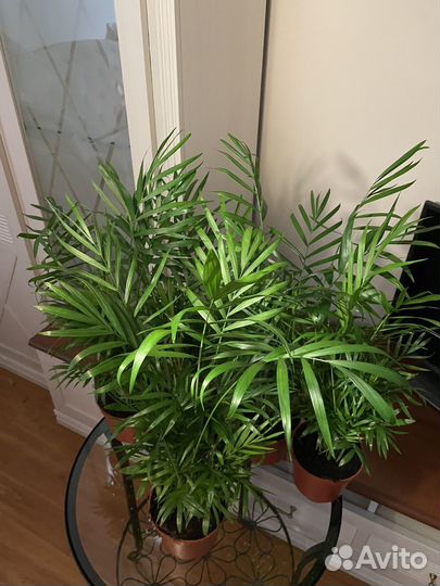 Пальма хамедорея