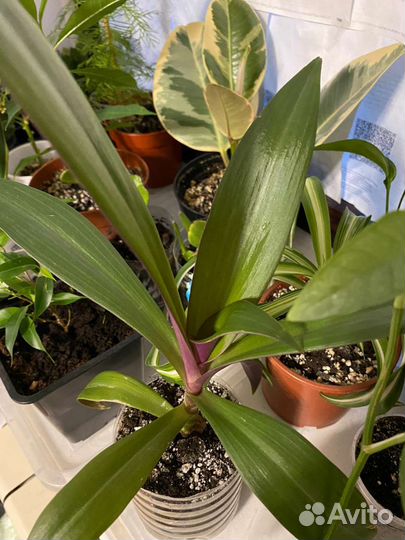 Комнатные цветы