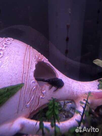 Сомики анциструсы платидорас синодонтис