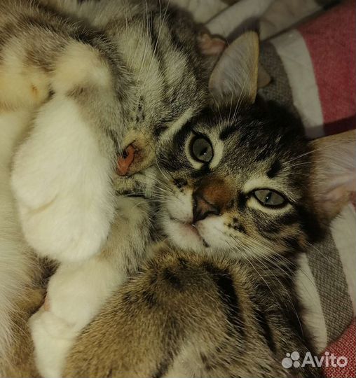 Отдам котёнка, ласковый, ест все, лоток знает